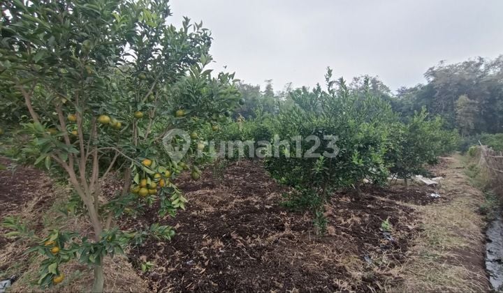 Tanah kebun jeruk legalitas SHM di lokasi strategis