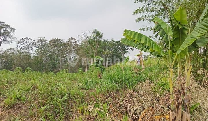 Dijual Tanah Kebon Dengan Luas 1750 Legalitas Shm