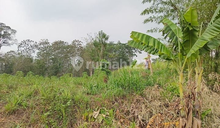 Dijual Tanah Kebon Dengan Luas 1750 Legalitas Shm