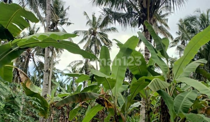 Tanah Kebun Jalan Melaya Tengah Jembrana Negara