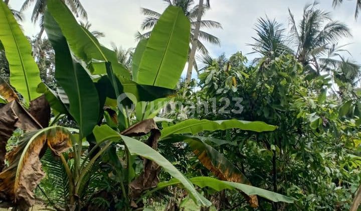 Tanah Kebun Jalan Melaya Tengah Jembrana Negara