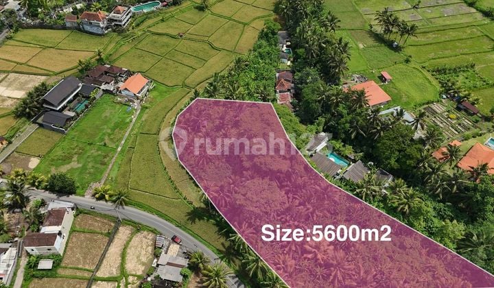 Ready For Leasehold Land In Ubud Bali Ready For Build