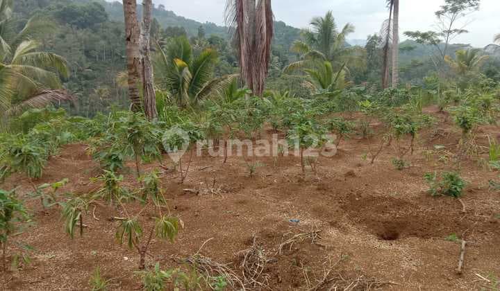 Jual Tanah Lahan Kebun Luas Murah di Cikoneng Ciamis