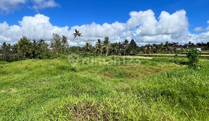 Tanah Zona Kuning Bebas Pembangunan Jl Cinta Tegalalang Ubud Bali