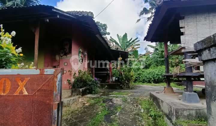 Tanah Bonus Bangunan Di Jalan Utama Jatiluwih Tabanan Bali