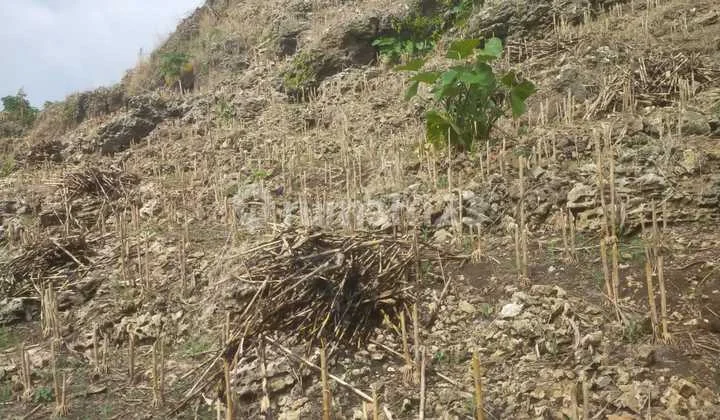 Tanah Dataran Tinggi SHM Desa Gunem Rembang Jawa Tengah