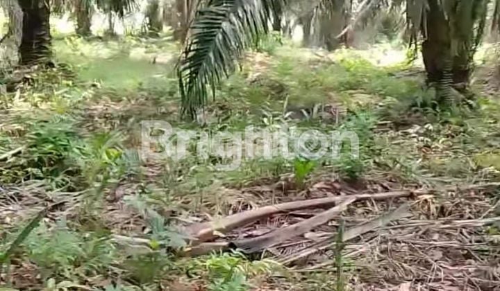 TANAH KEBUN LOKASI STRATEGIS DEKAT PERUMAHAN TALANG KELAPA BANYUASIN