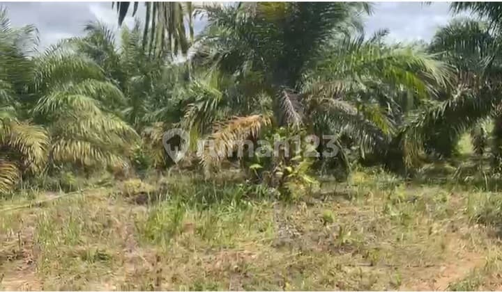 24 Ha of Palm Oil Plantation Land Ready for Management with SHM in Bts Ulu Musi Rawas.