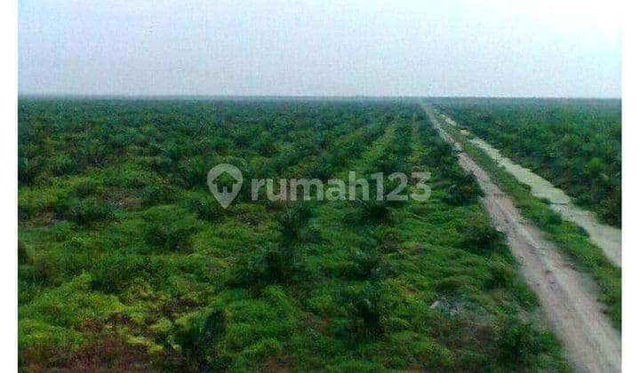 Dijual Cepat Perkebunan Sawit Di Dumai Riau