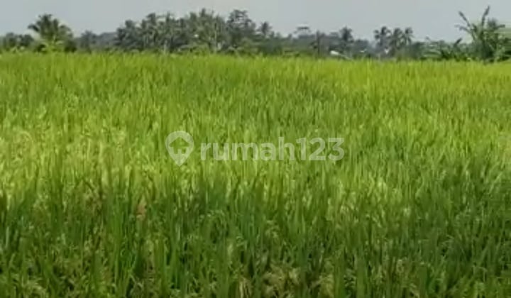 Land in Sebatu Tegalalang Village, Ubud