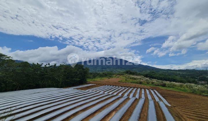 Tanah di Cicurug Sukabumi SHM