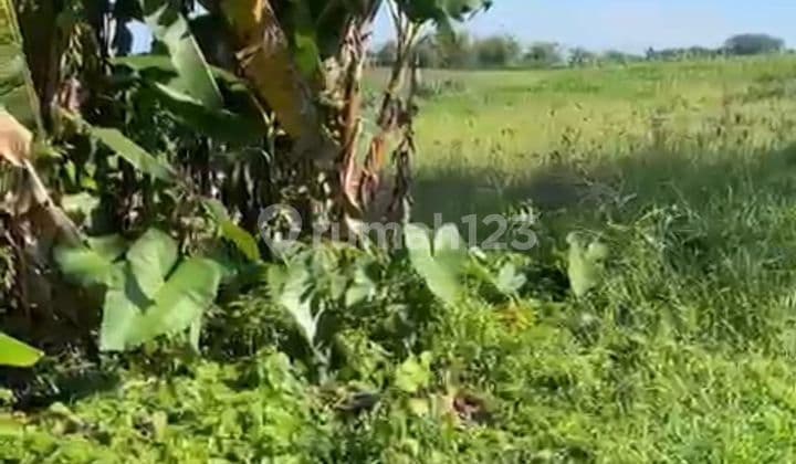Tanah Pariwisata Kelating Tibu Biyu