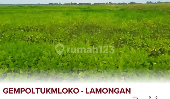 Dijual Tanah Di Gempoltumloko Lamongan 3 Menit Dari Kantor Desa Gempoltukmloko, Smk Negeri 1 Sarirejo, 4 Menit Dari Koramil 0812/25 Sarirejo