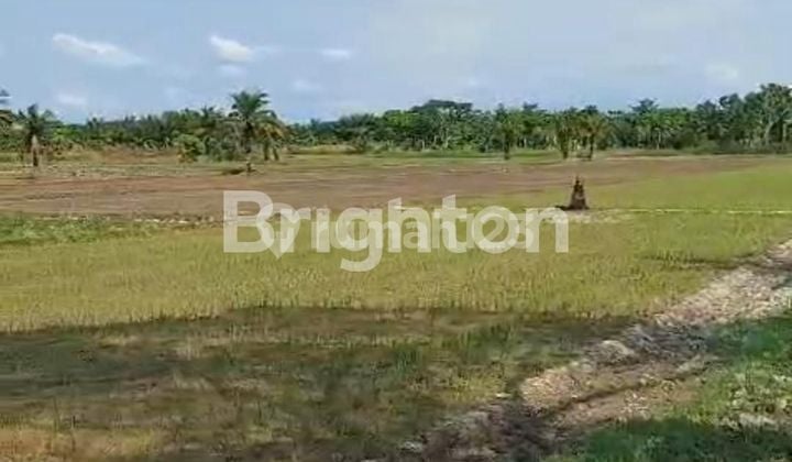 TANAH 4,9HA DESA KELAMBIR PANTAI LABU PERCUT SEI TUAN medan sumatra utara Lokasi Oke nego