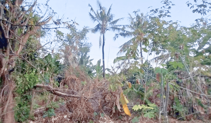 Dijual Tanah Murah 1,55 Are Banyuning Singaraja Buleleng Bali Dekat Sukasada Bungkulan Lovina