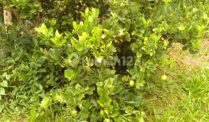 Tanah Dijual di lokasi Strategis Cianjur