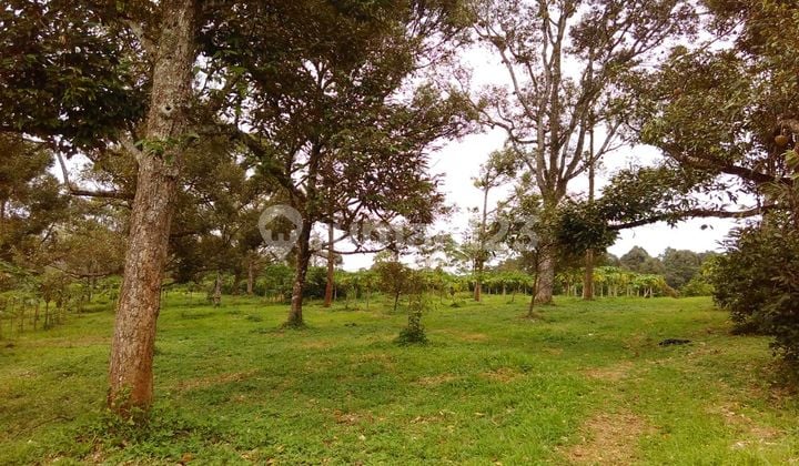 Land for Sale in a Strategic Location in Cianjur.