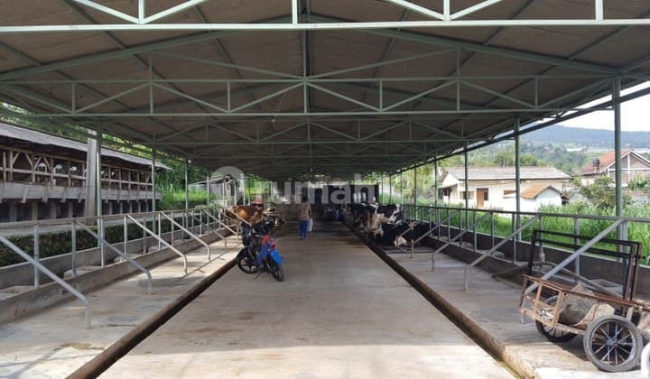 Dijual Peternakan Aktif Lembang Bandung
