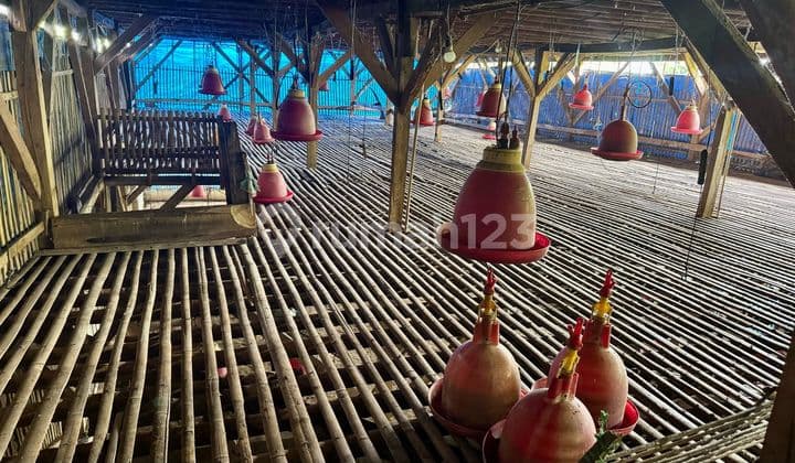 Dijual / Take Over Peternakan Ayam Di Saguling (2km Dari Kbp)