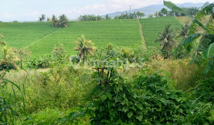 Buc Dijual Tanah 31,8are Jalan Utama @antap Selemadeg Tabanan