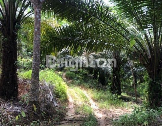 Tanah seluas 7,5 Hekctar di IKN KIPP 2