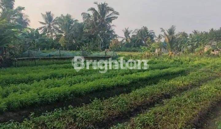 300 m² garden plot measuring 10 × 30 m