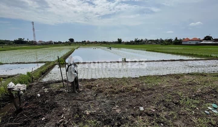 For Sale Rice Field Land in Kabakaba
