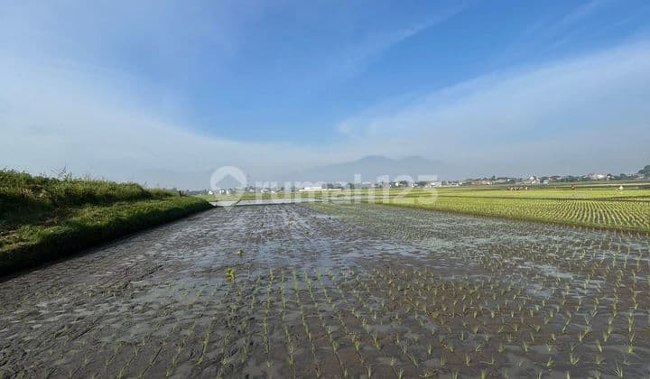 Tanah Sawah Bojongemas Solokan Jeruk Kabupaten Bandung