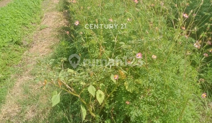 Dijual Sawah Di Kendal Brangsong Jawa Tengah