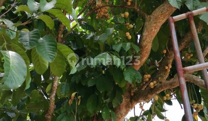 O Dijual Perkebunan Buah Buahan yang Masih Produktif