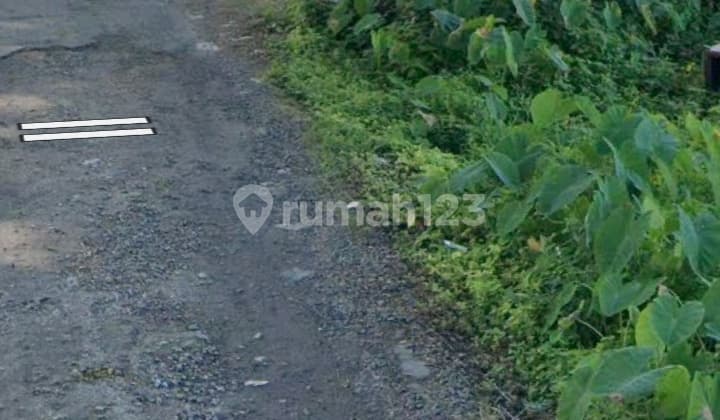 Dijual Tanah 7,85 Are Jln.taman Sari Kerobokan Badung-Bali