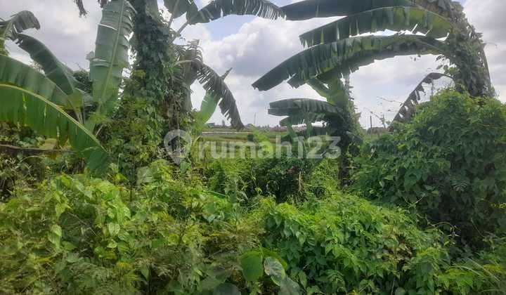 Dijual Tanah 2,13 Are Di Pantai Mengening Cemagi Badung-bali