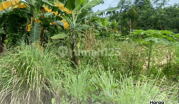 Tanah Podorejo Ngaliyan
