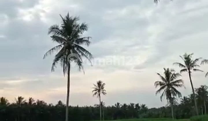 Tanah murah Sertifikat Hak Milik Kalianda Lampung