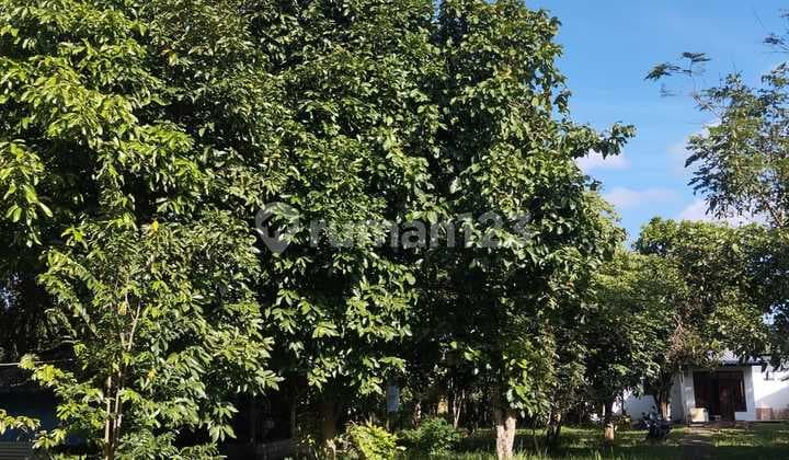 Dijual Tanah Dan Bangunan Cocok Untuk Di Bangun Villa Di Penebel, Tabanan