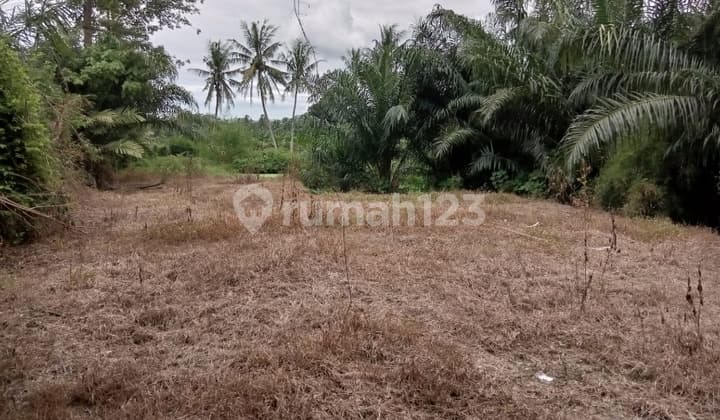 For Sale: Land and Building Former Livestock Business - Lampung