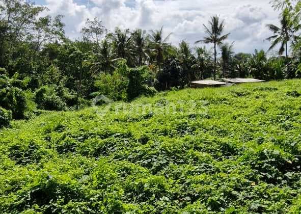 Riverside Land For Lease 20 Are In Munggu