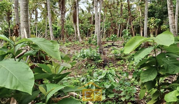 Strategic Land Suitable for a Resort Near the Beach in Karimunjawa