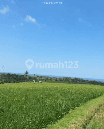 Dijual Tanah Luas 37 Are Strategis di Antosari Selemadeg Bali
