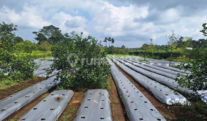 Murah! Tanah Datar Dekat Tempat Wisata Cikalong Wetan