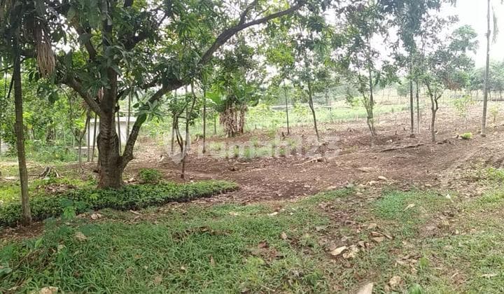 Dijual Tanah Untuk Perkebunan Peternakan Di Cileungsi Bogor SHM