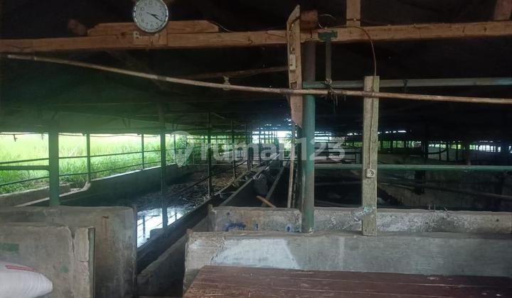 Tanah Peternakan Di Subang Jawa Barat