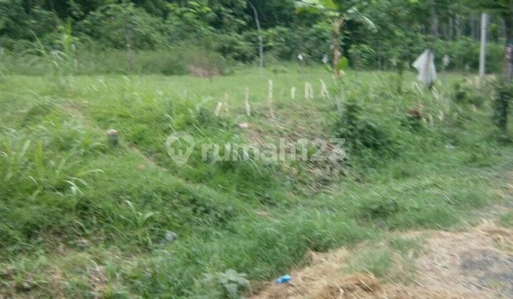 For Sale Land Malasan Tegalsiwalan Probolinggo Lot No. 3014