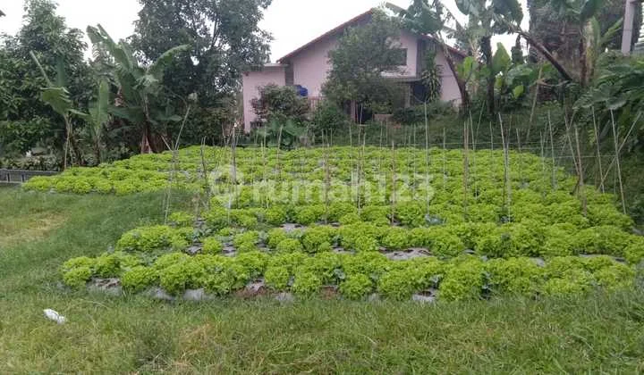 Villa Istana Bunga Tanah Kotak Dijual Villa Istana Bunga Tanah Kotak Dijual