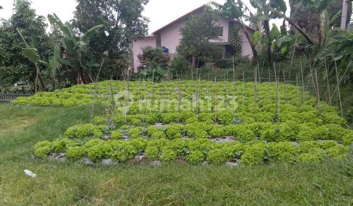 Villa Istana Bunga Tanah Kotak Dijual