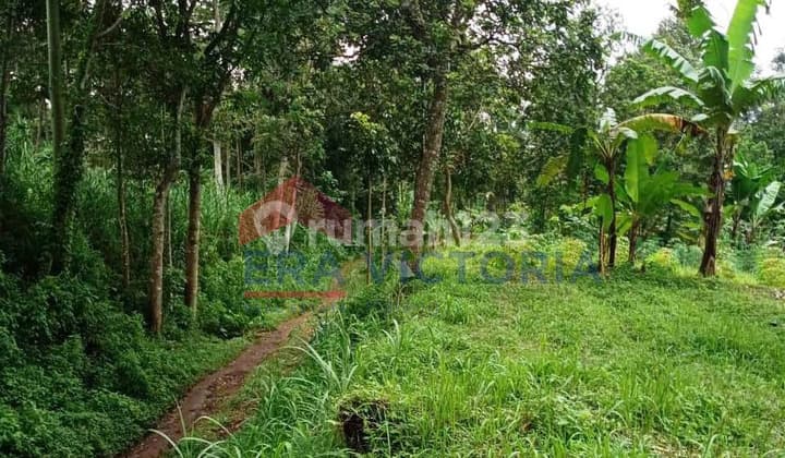 Tanah Sangat Luas Jatisari Pasuruan Dekat Berdikari Breeding Farm