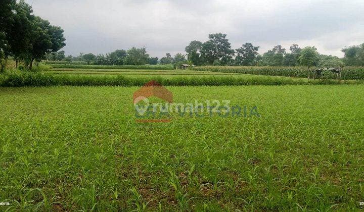 Jual Tanah Raya Banyuwangi Dekat Kantor Pdam Wongsorejo