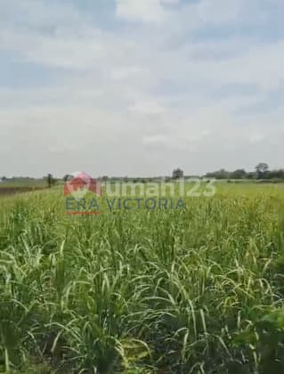 Tanah Luas Dekat Kolam Mancing Tirto Wilis Cocok untuk Rumah atau Berkebun