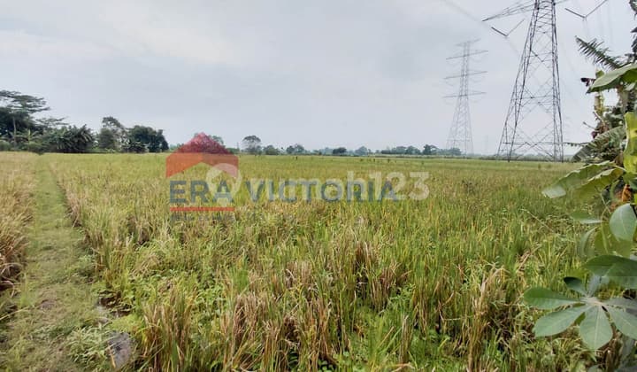 Dijual Lahan Pertanian Aktif Area Winongan Dekat Smpn 1 Winongan