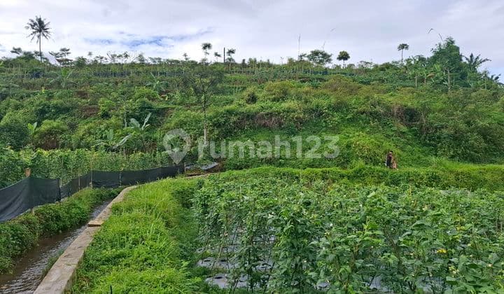Dijual Tanah Murah Shm 7500m2 Cisarua Puncak Bogor